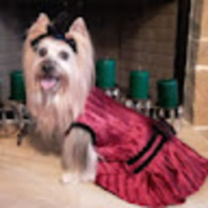 Meet your Posher, David & tara